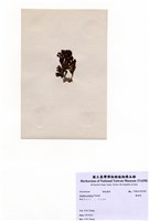 藏品(圈扇藻)的圖片